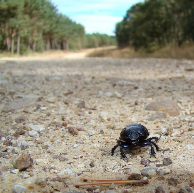 You probably walk faster than this guy, at least.