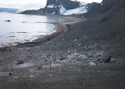 A Morning in Antarctica