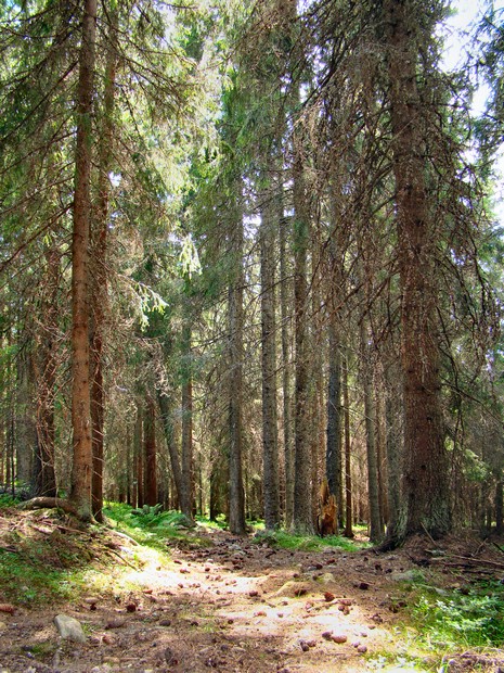 DSC01002LygnaNorskUrskog.JPG