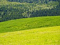 DSC01267MustadGroentIGroent.JPG