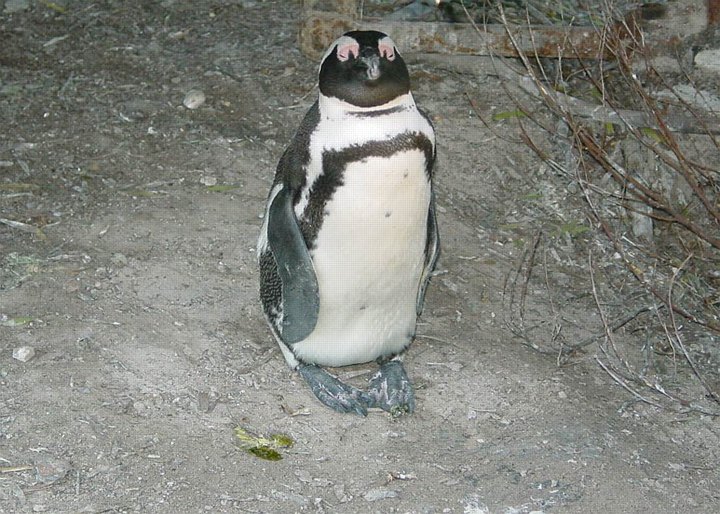 03957RobbenIslandSlappPingvin.jpg