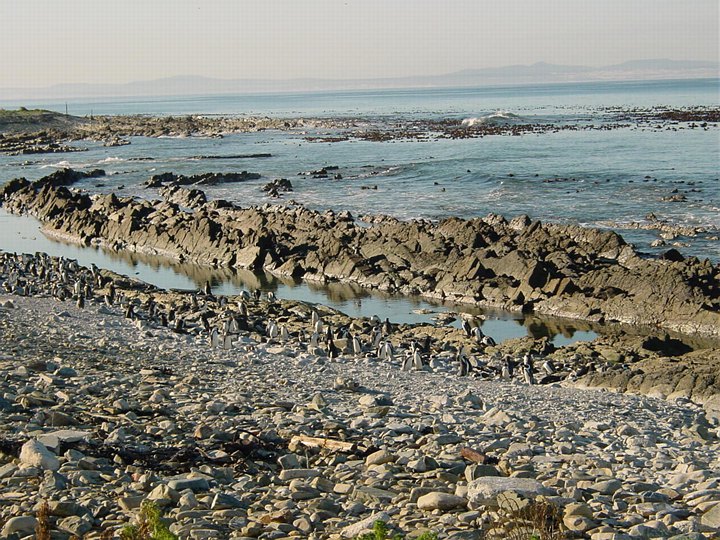 03959RobbenIslandPingvinstranda.jpg