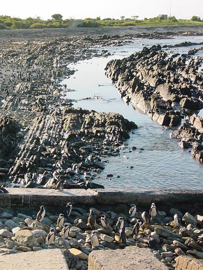 03960RobbenIslandMerPingvinstrand.jpg