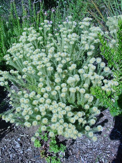 03994CapeTownKirstenboschFuzzyblomst.jpg