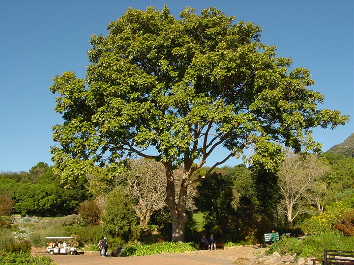 03999CapeTownKirstenboschStortre.jpg