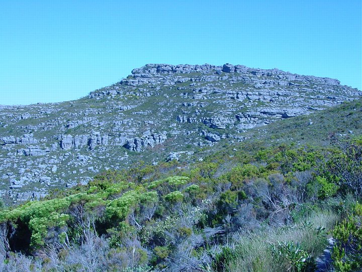 04014CapeTownTableMountainFynbos.jpg
