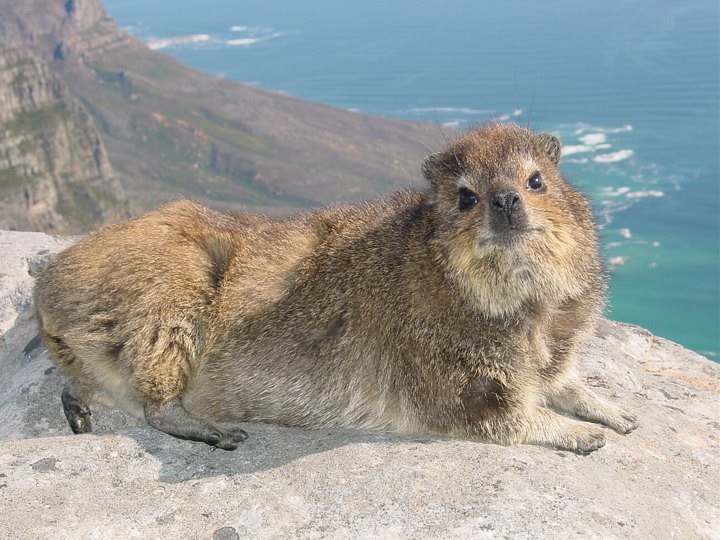 04040CapeTownTableMountainDazzy.jpg