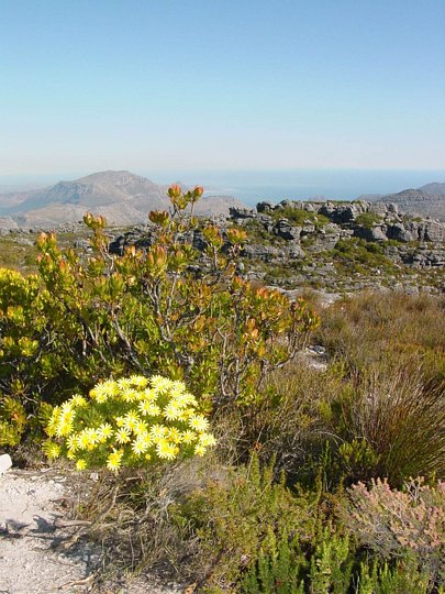 04045CapeTownMerFynbos.jpg