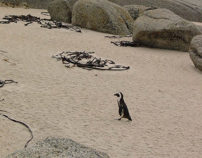 04089BoulderBeachLonelyPenguin.jpg