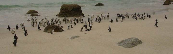 04090BoulderBeachPingvinene.jpg