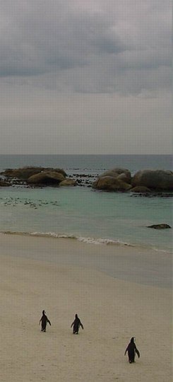 04100BoulderBeachPingvintrio.jpg