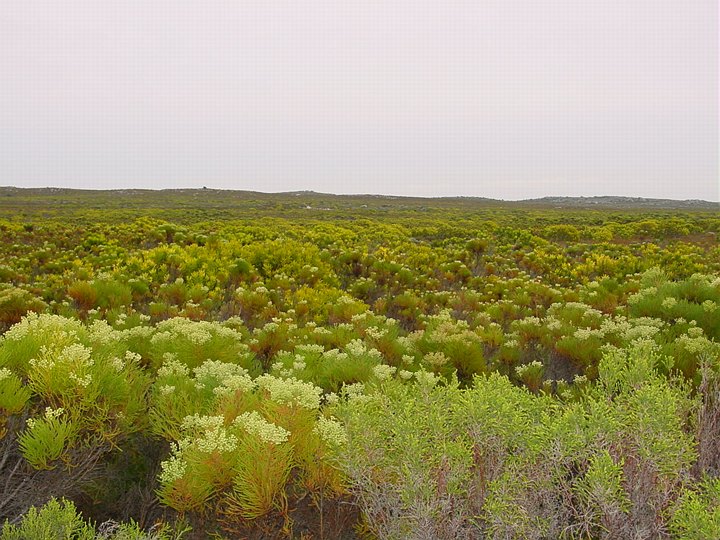 04107CapeMasseFynbos.jpg