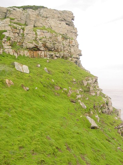 04141CapeKystmose.jpg