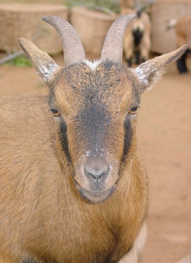 04316OudtshoornGeit.jpg