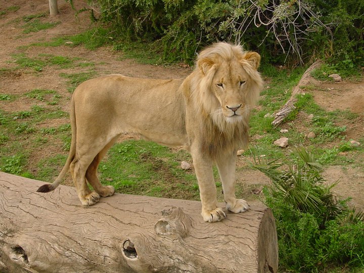 04326OudtshoornBigCat.jpg