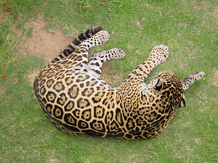 04332OudtshoornFlekkekatt.jpg
