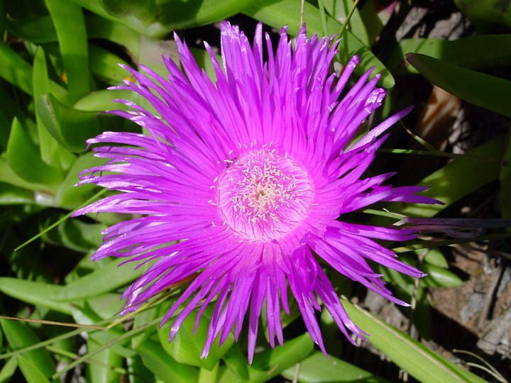 04392KnysnaBraLillaBlomstOgEnMaur.jpg