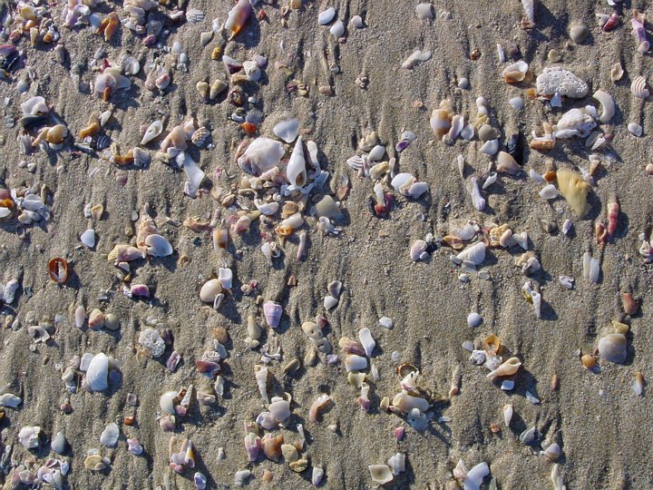 04513JeffreysBaySkjellstrand.jpg