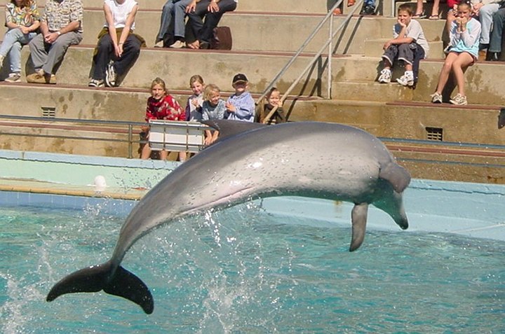 04587PortElizabethLuftdelfin.jpg
