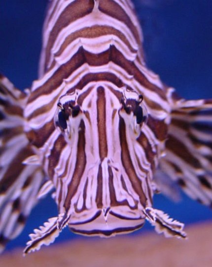 04599PortElizabethFarligFisk.jpg