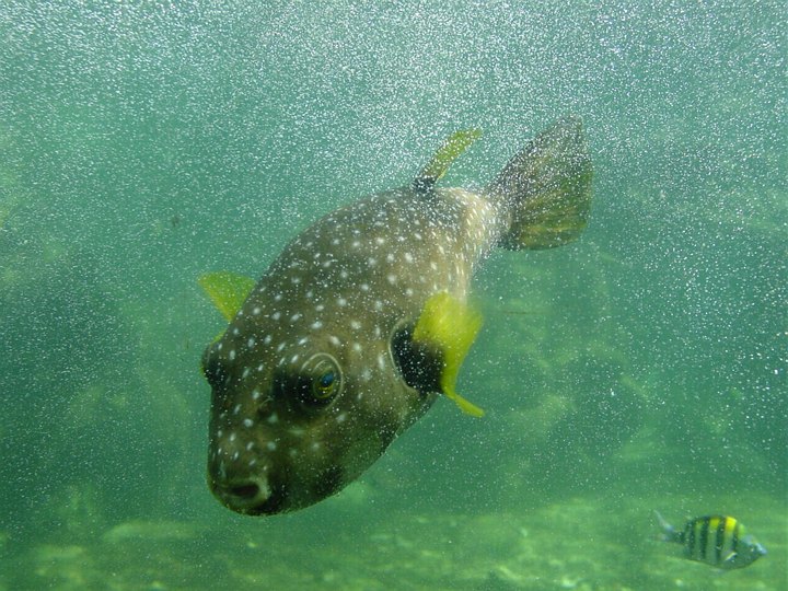 04604PortElizabethOppblaasbarFisk.jpg