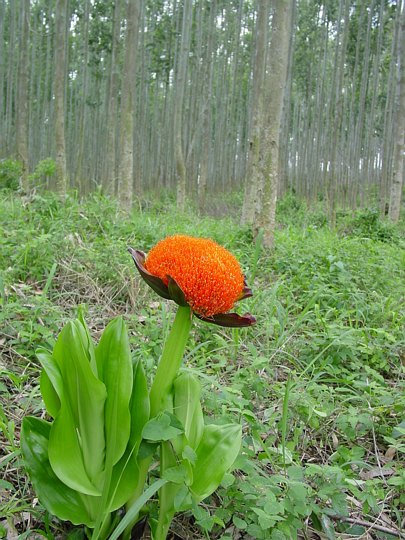 04782KwambonambiFlottBlomstISkogen.jpg