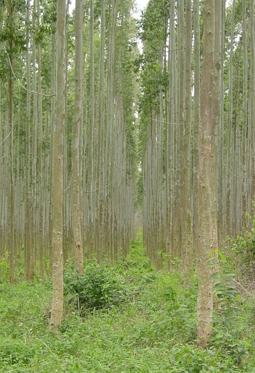 04783KwambonambiVeloppdragneTraer.jpg