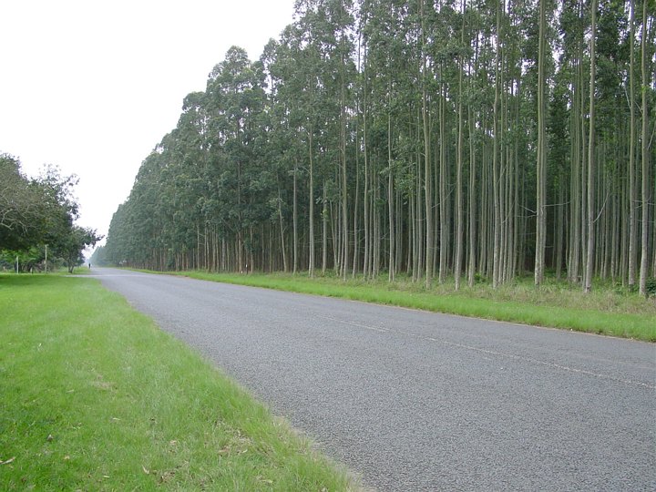 04788KwambonambiGummiskogEllerNoe.jpg