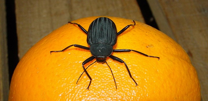 04814KwambonambiAppelsinbille.jpg
