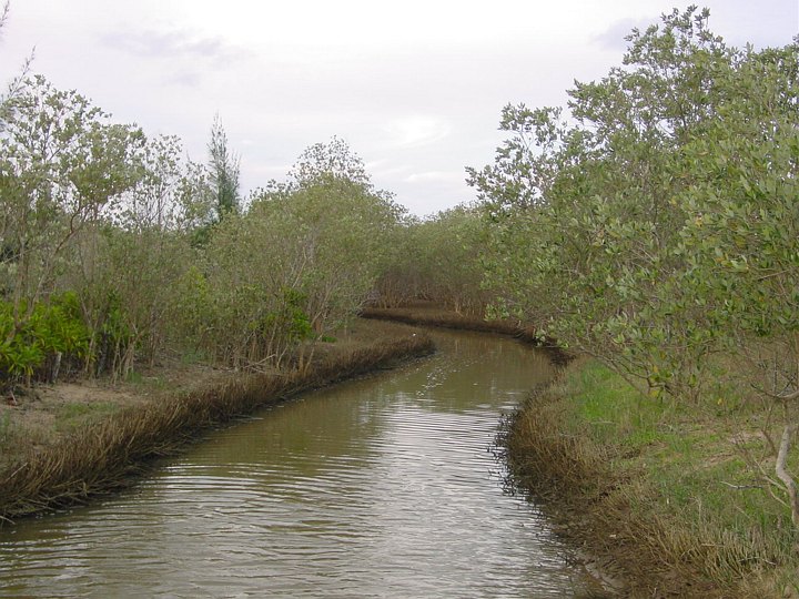 04858StLuciaMangroveskog.jpg
