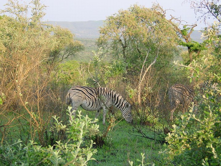 04880HluhluweMinFoersteZebra.jpg
