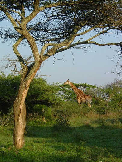 04882HluhluweMinFoersteGiraff.jpg