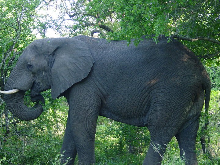 04883HluhluweMinFoersteElefant.jpg