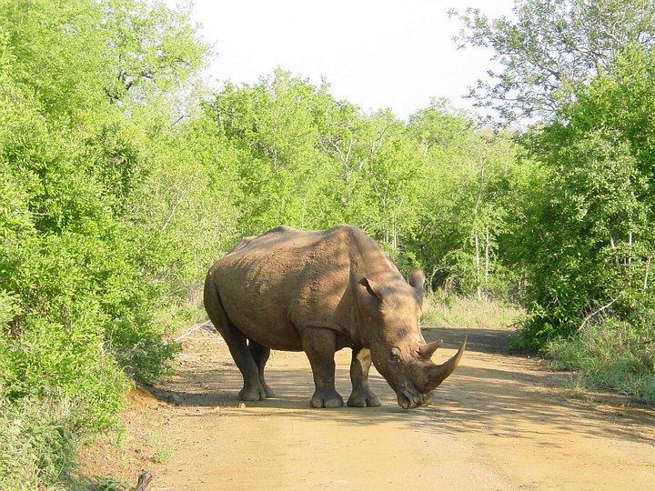 04892HluhluweVeisperringsneshorn.jpg