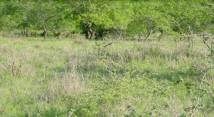 04893HluhluweMinFoersteLeopard.jpg