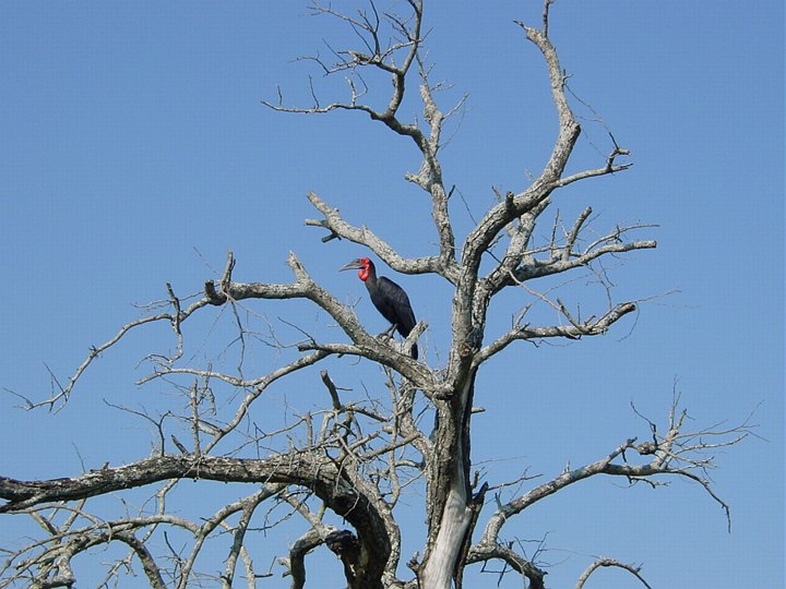04901HluhluweRarFuggel.jpg