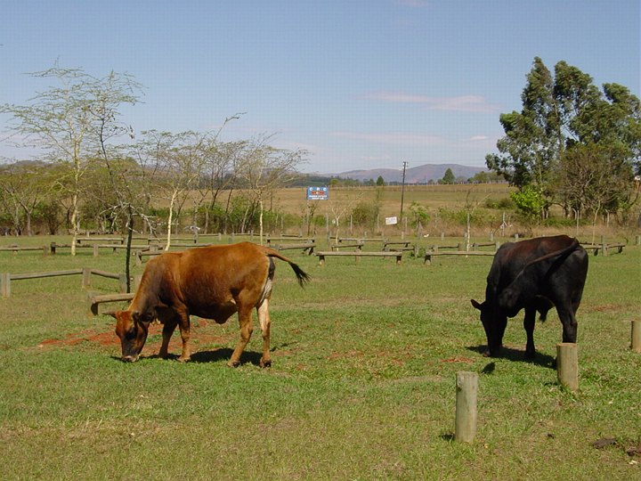 04960SwazilandKongemuseumsparkeringsplassen.jpg