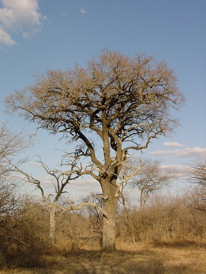 05050TransfrontierGammelgammeltTre.jpg