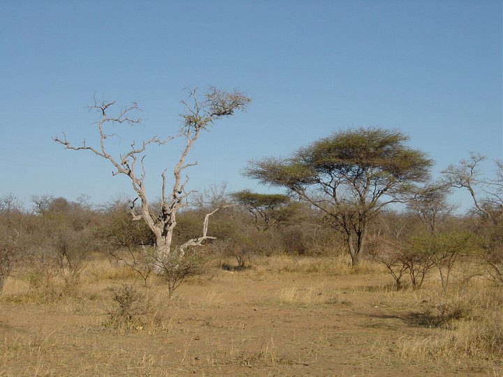 05079TransfrontierTypiskBush.jpg