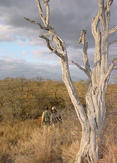 05120TransfrontierWalkingSafari.jpg