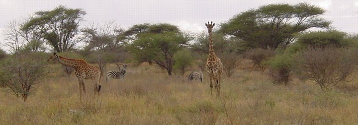 05171TransfrontierZebraerOgGiraffer.jpg