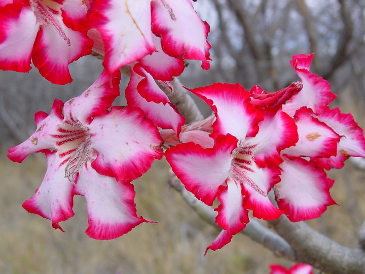05175TransfrontierLittFineBlomster.jpg