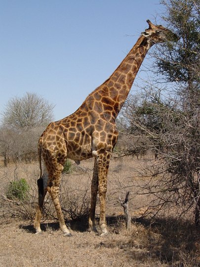 05176KrugerGomlegiraff.jpg