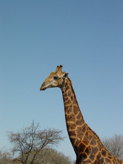 05177KrugerRynkegiraff.jpg