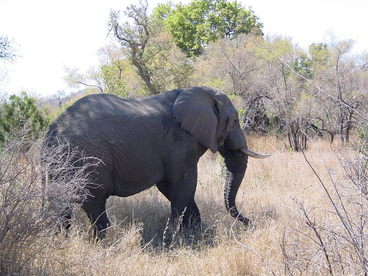 05178KrugerGammelfant.jpg