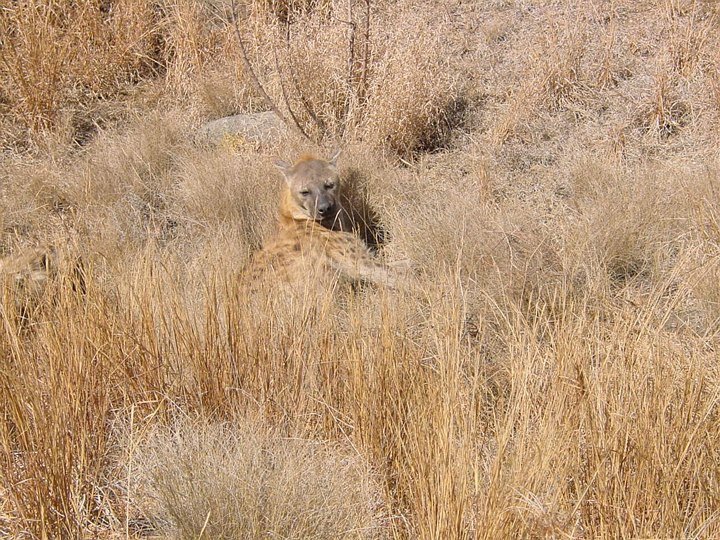05182KrugerHyeneIGresset.jpg