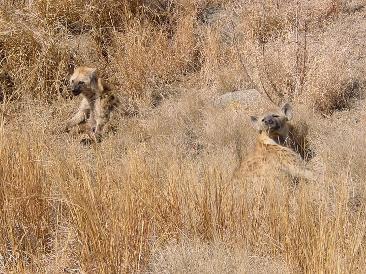 05183KrugerHyenemorOgHyenesoenn.jpg