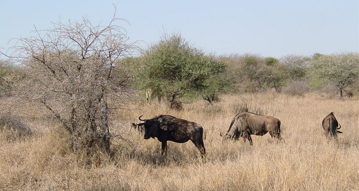 05184KrugerWildebeestGnu.jpg