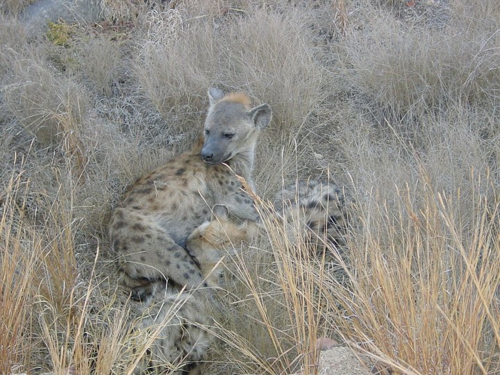 05185KrugerBjoerneaktigHyenetryne.jpg