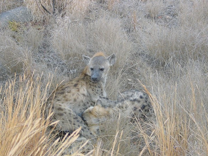 05188KrugerHyenerErRare.jpg